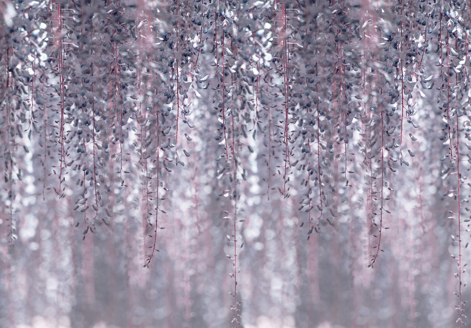 Image of Consalnet Vliestapete »Hängende rosa Pflanzen«, floral bei Ackermann Versand Schweiz