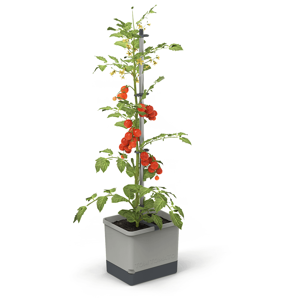 Image of Gusta Garden Pflanzkübel »Tom Tomato« bei Ackermann Versand Schweiz