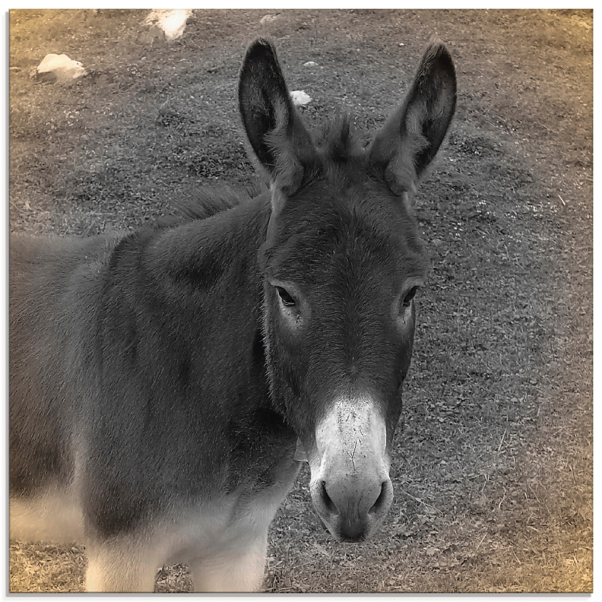 Image of Artland Glasbild »Esel Kontakt«, Haustiere, (1 St.) bei Ackermann Versand Schweiz