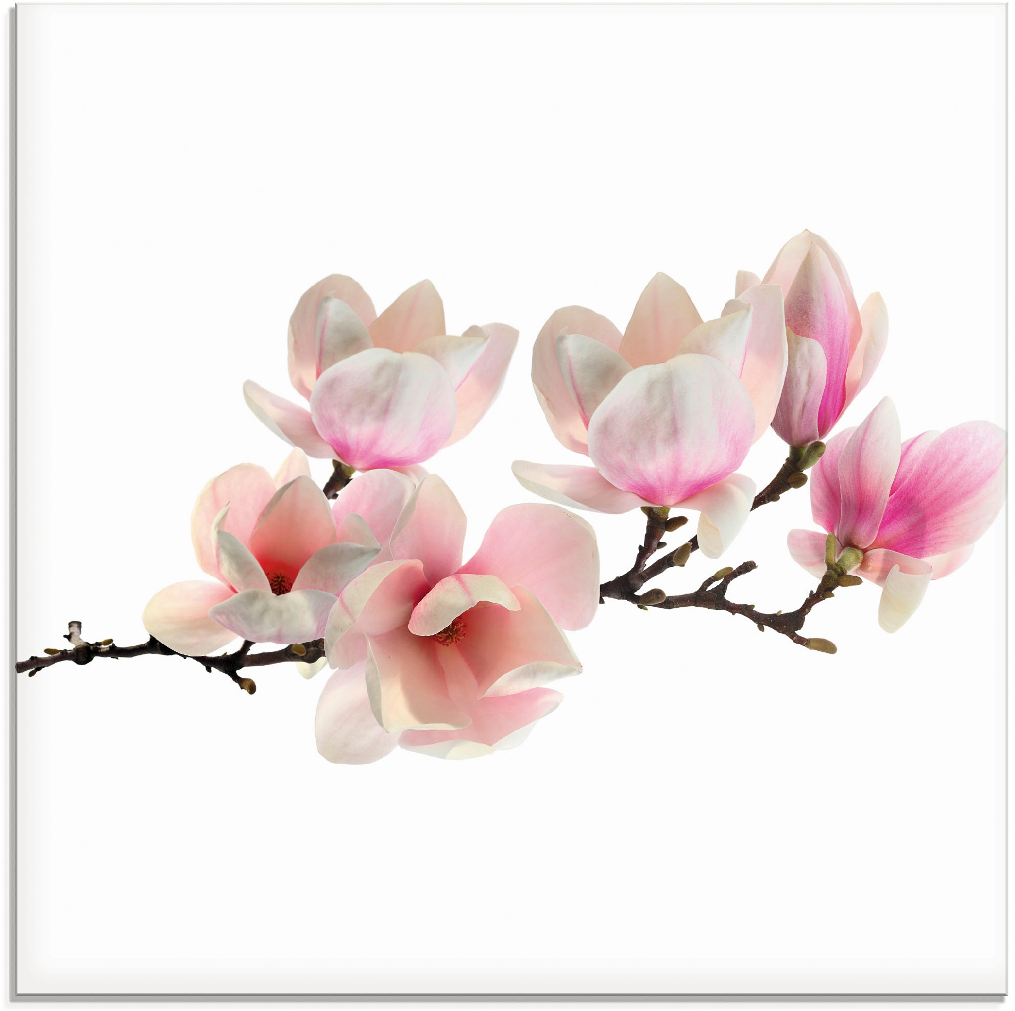 Image of Artland Glasbild "Magnolie" Blumen 1 Stk. tlg. in verschiedenen Grössen