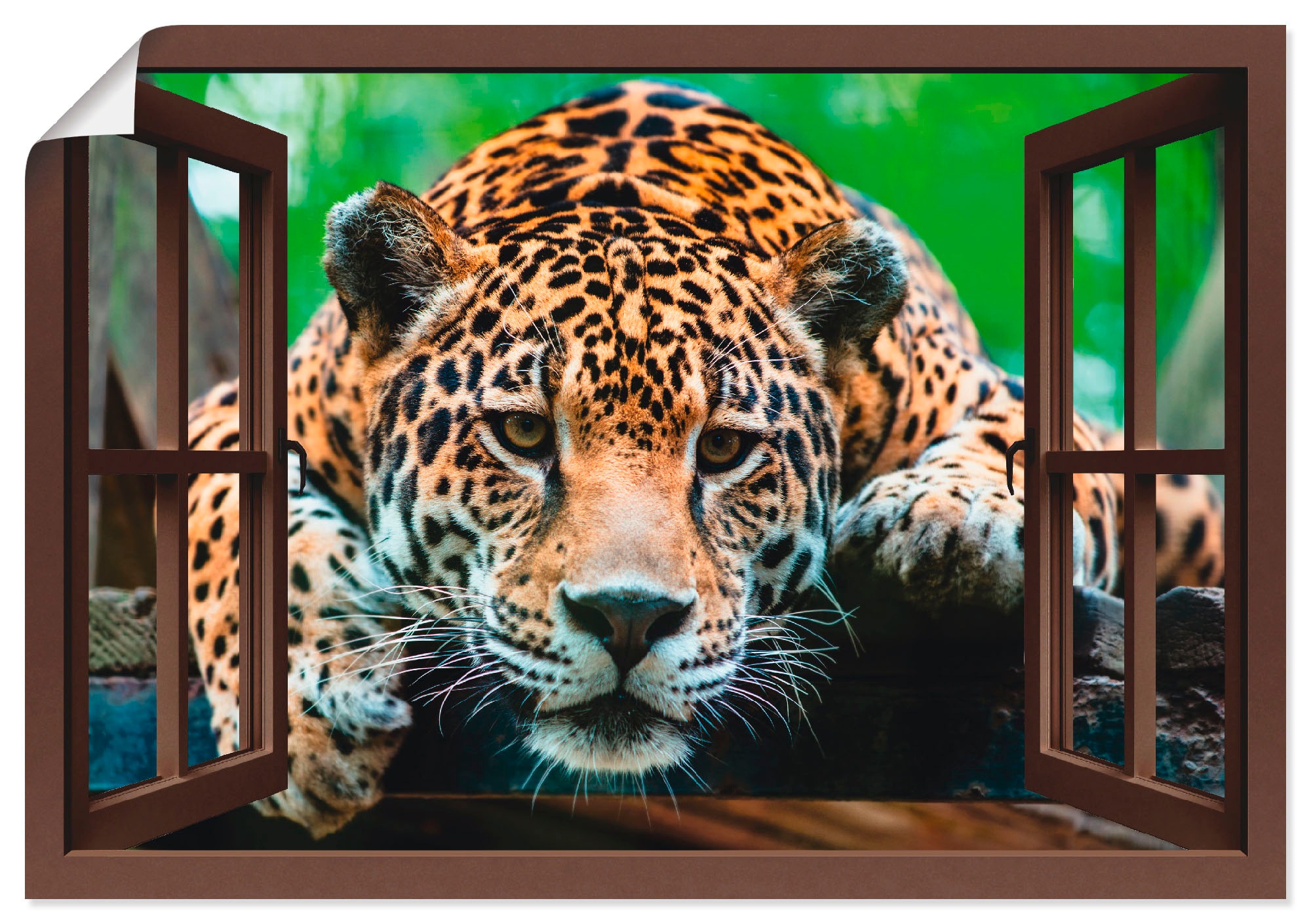 Image of Artland Wandbild »Fensterblick - Südamerikanischer Jaguar«, Wildtiere, (1 St.), in vielen Grössen & Produktarten - Alubild / Outdoorbild für den Aussenbereich, Leinwandbild, Poster, Wandaufkleber / Wandtattoo auch für Badezimmer geeignet bei Ackermann Ver