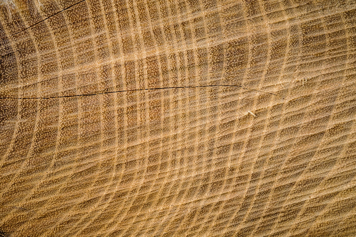 Image of Papermoon Fototapete »Baumringe«, Vliestapete, hochwertiger Digitaldruck, inklusive Kleister bei Ackermann Versand Schweiz