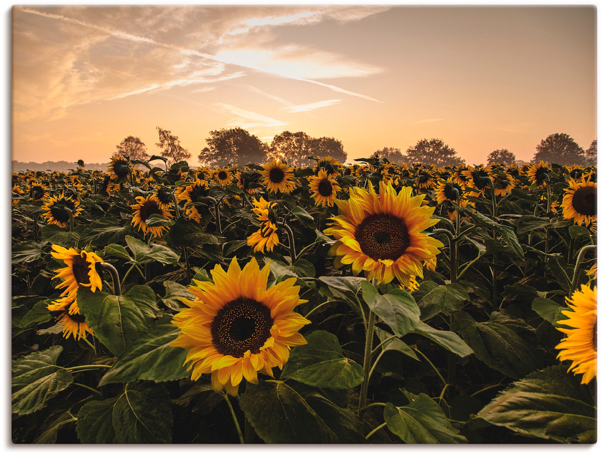 Image of Artland Wandbild »Lasst Blumen sprechen...«, Blumen, (1 St.), in vielen Grössen & Produktarten -Leinwandbild, Poster, Wandaufkleber / Wandtattoo auch für Badezimmer geeignet bei Ackermann Versand Schweiz
