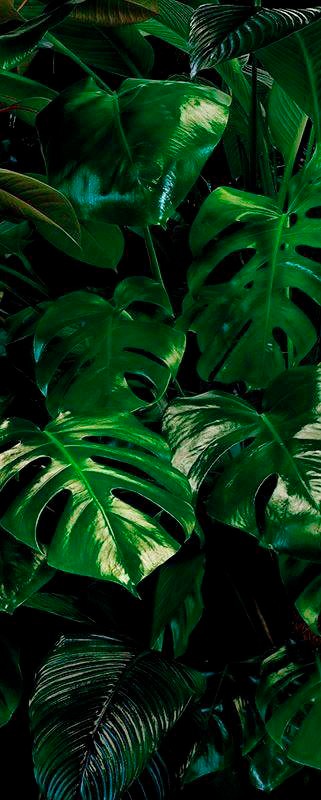 Image of Komar Vliestapete »Tropical Wall«, naturalistisch bei Ackermann Versand Schweiz