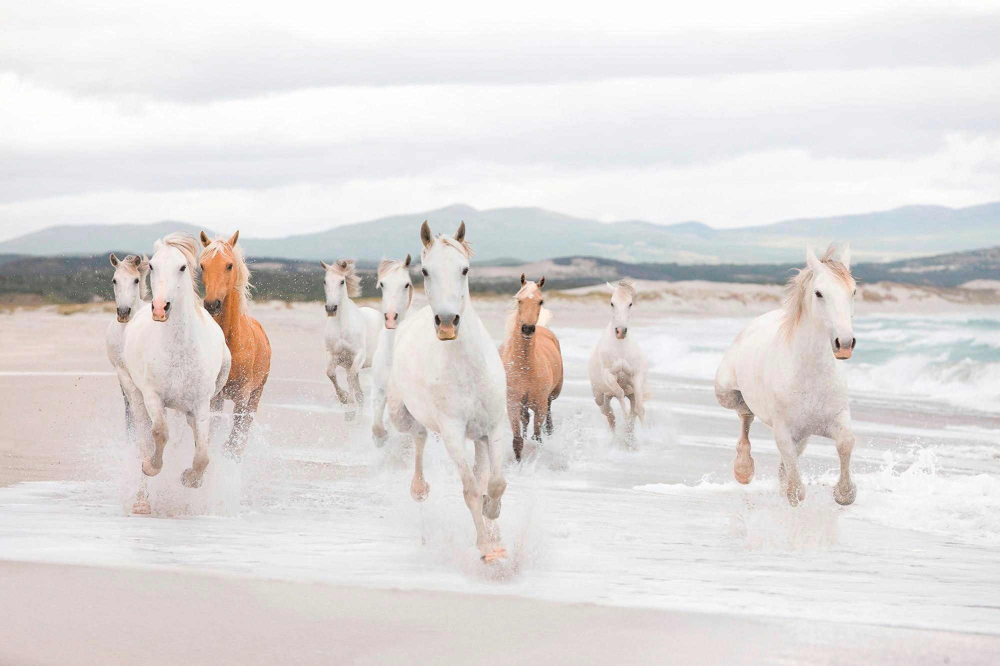 Image of Komar Fototapete "White Horses - Grösse 368 x 254 cm" bedruckt glatt Wohnzimmer, Schlafzimmer
