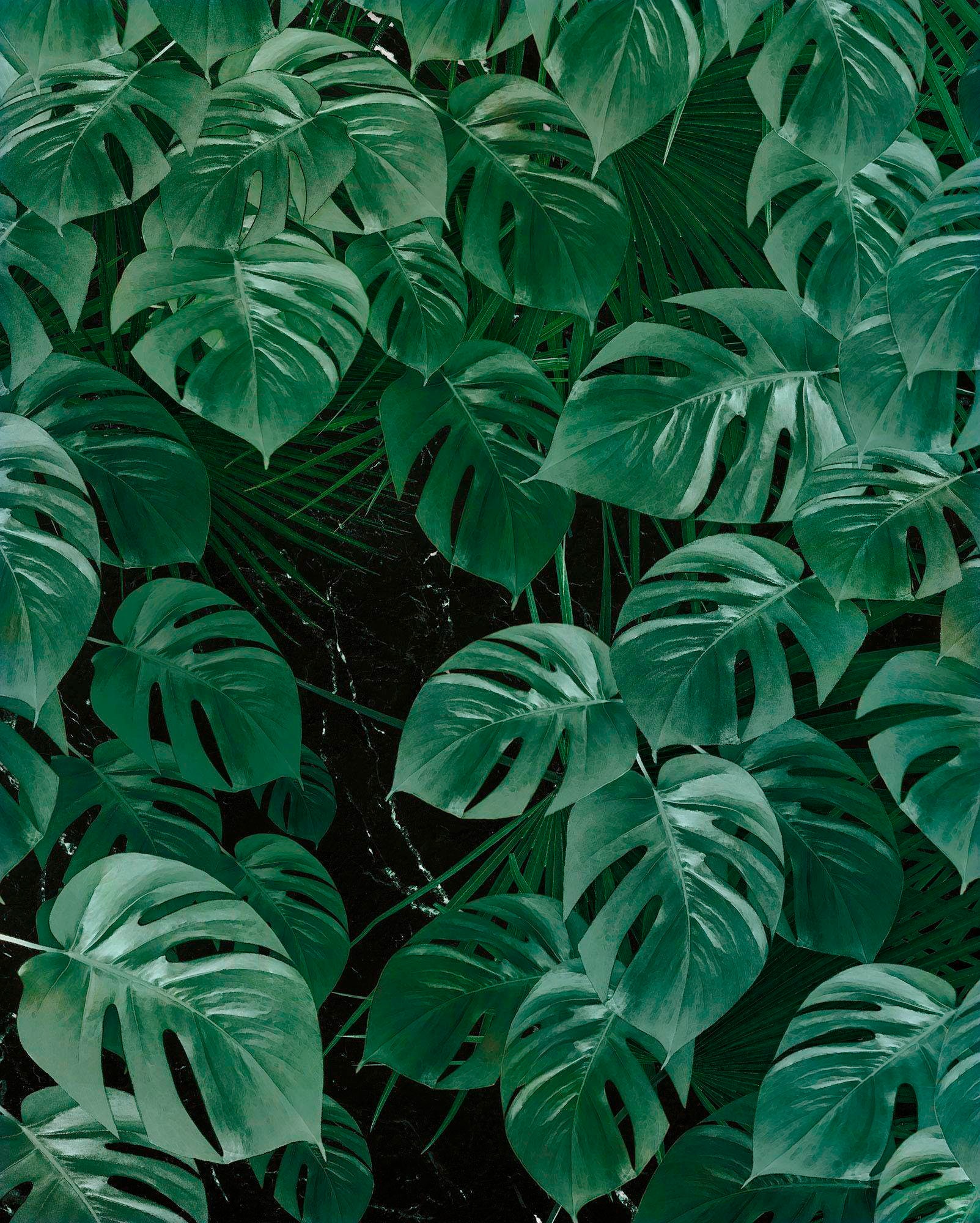 Image of Komar Vliestapete »Pure Monstera on Marble«, naturalistisch bei Ackermann Versand Schweiz