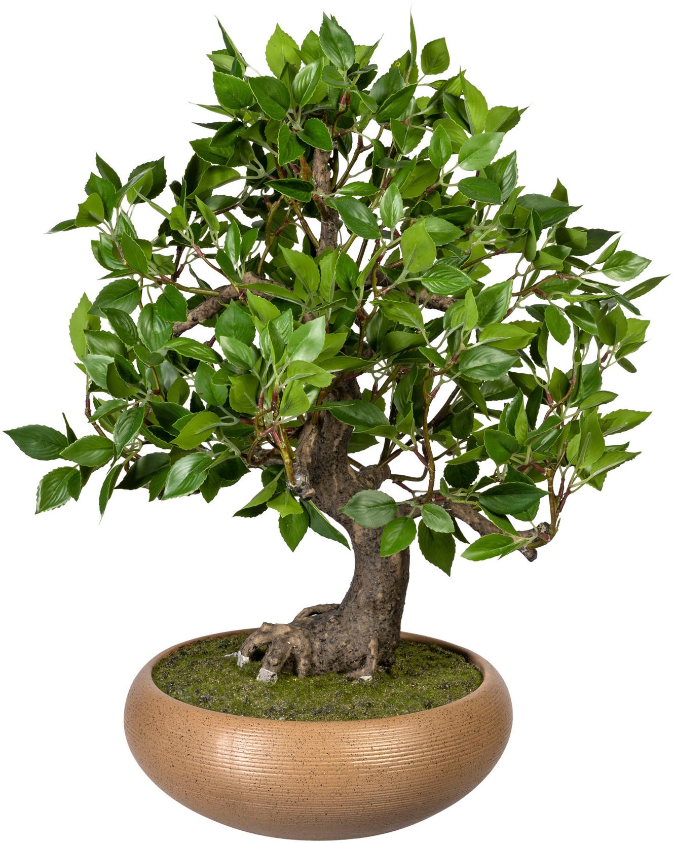 Image of Creativ green Kunstbonsai »Bonsai Ficus«, (1 St.), in Keramikschale bei Ackermann Versand Schweiz
