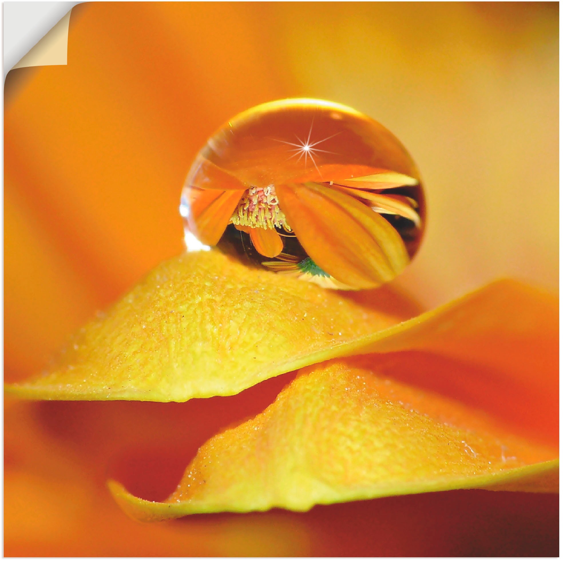 Image of Artland Wandbild »Wassertropfen II«, Blätter, (1 St.), in vielen Grössen & Produktarten -Leinwandbild, Poster, Wandaufkleber / Wandtattoo auch für Badezimmer geeignet bei Ackermann Versand Schweiz