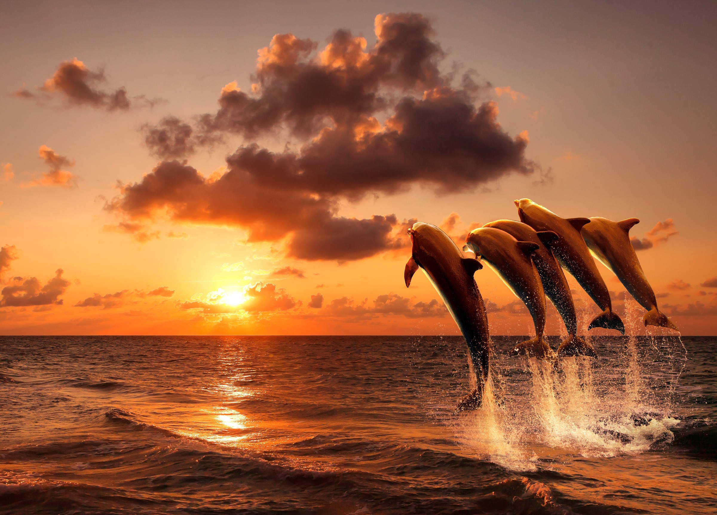 Image of Papermoon Fototapete »Sunset Jumping Dolphins« bei Ackermann Versand Schweiz