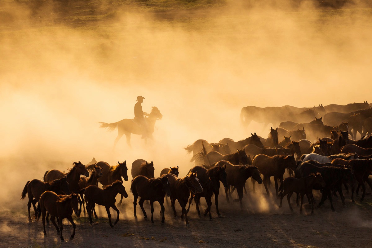 Image of Papermoon Fototapete "Cowboy mit Herde"