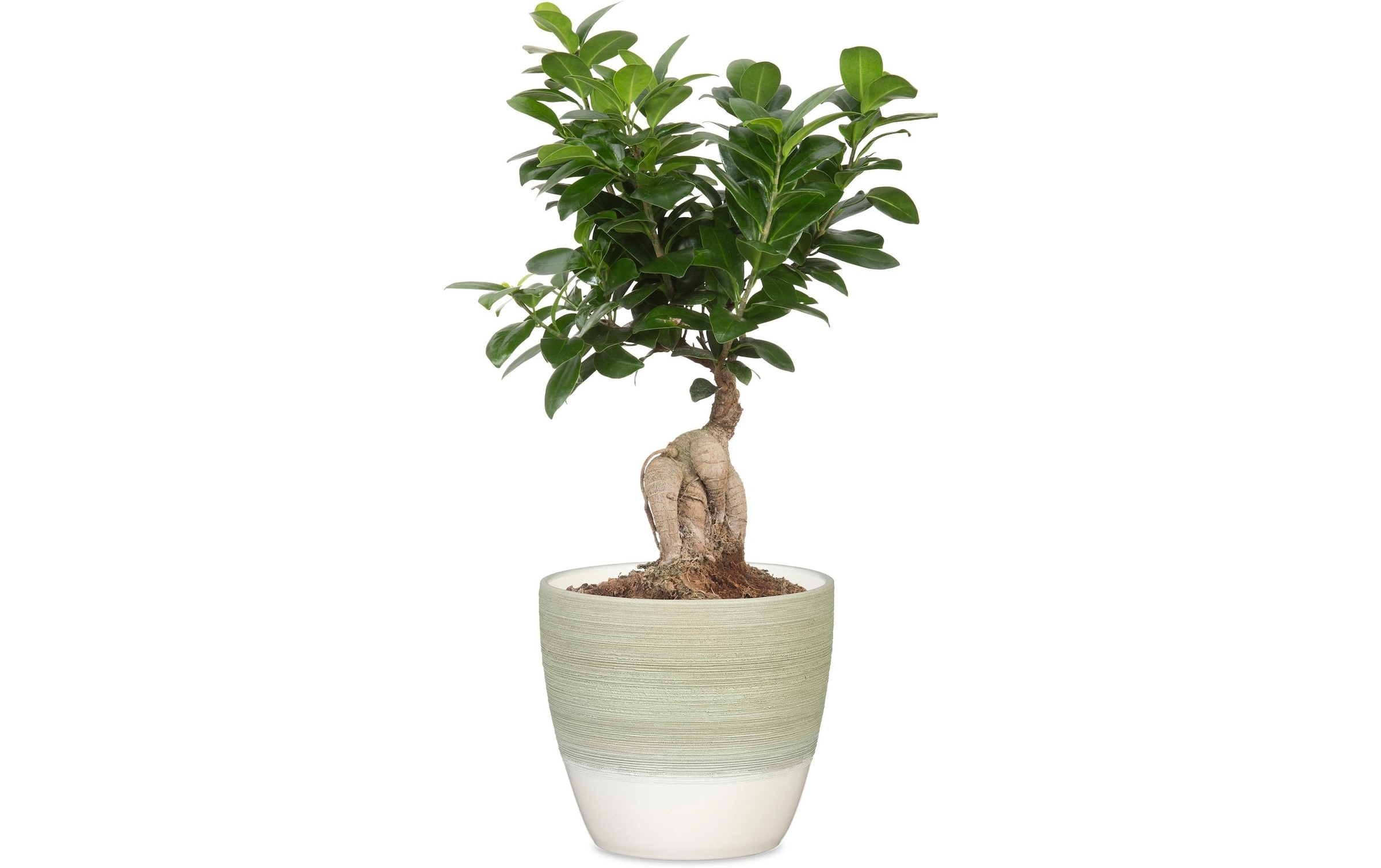 Scheurich Blumentopf »Matcha Cream 950 19 cm«