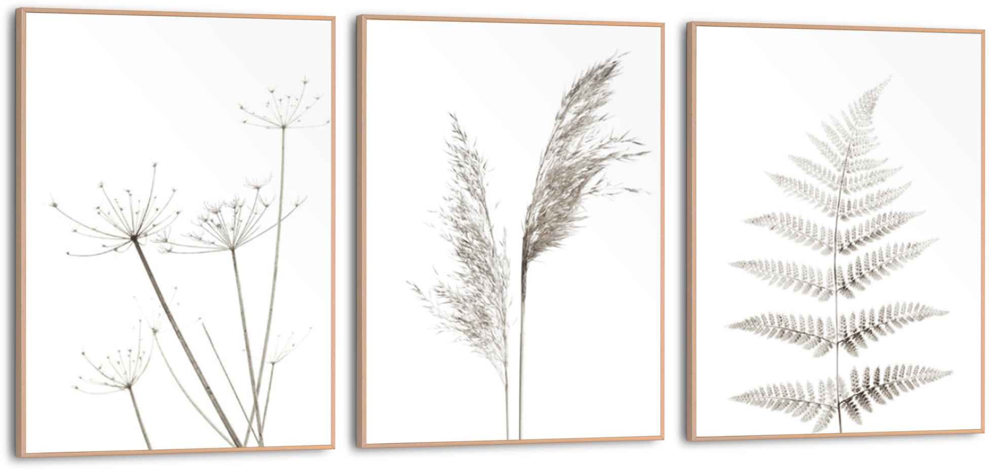 Image of Reinders! Wandbild »Wandbilder Set Naturmotiv Bärenklau - Farn - Pampasgras - Pflanze«, Natur, (3 St.) bei Ackermann Versand Schweiz