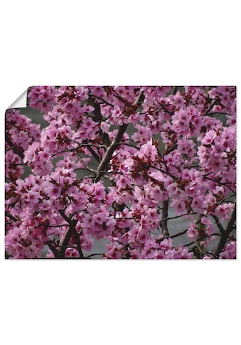 Wandbild »Japanische Zierkirschen Blüte«, Bäume, (1 St.)