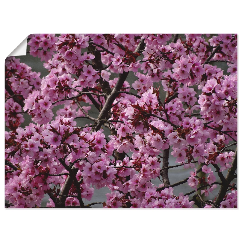 Artland Wandbild »Japanische Zierkirschen Blüte«, Bäume, (1 St.)