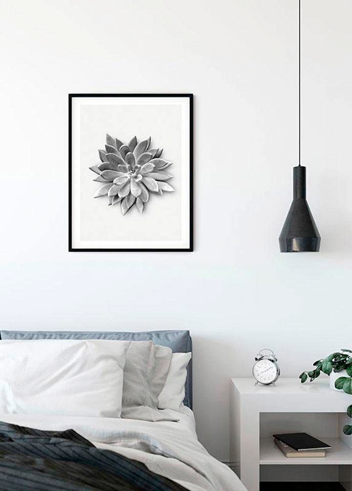 Komar Poster »Succulent Agave«, Pflanzen-Blätter, (1 St.), Kinderzimmer, Schlafzimmer, Wohnzimmer