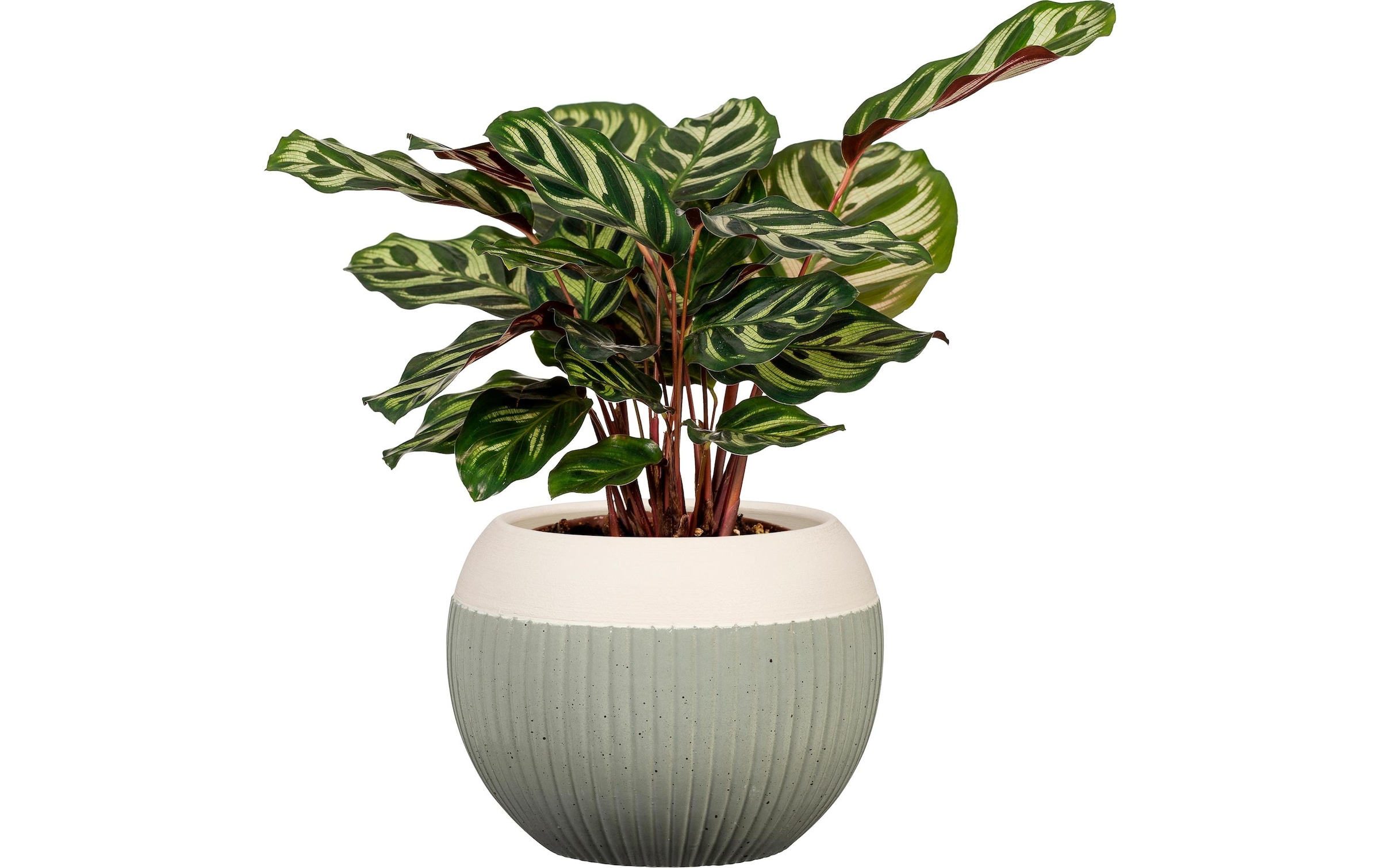 Scheurich Blumentopf »Verde 719«