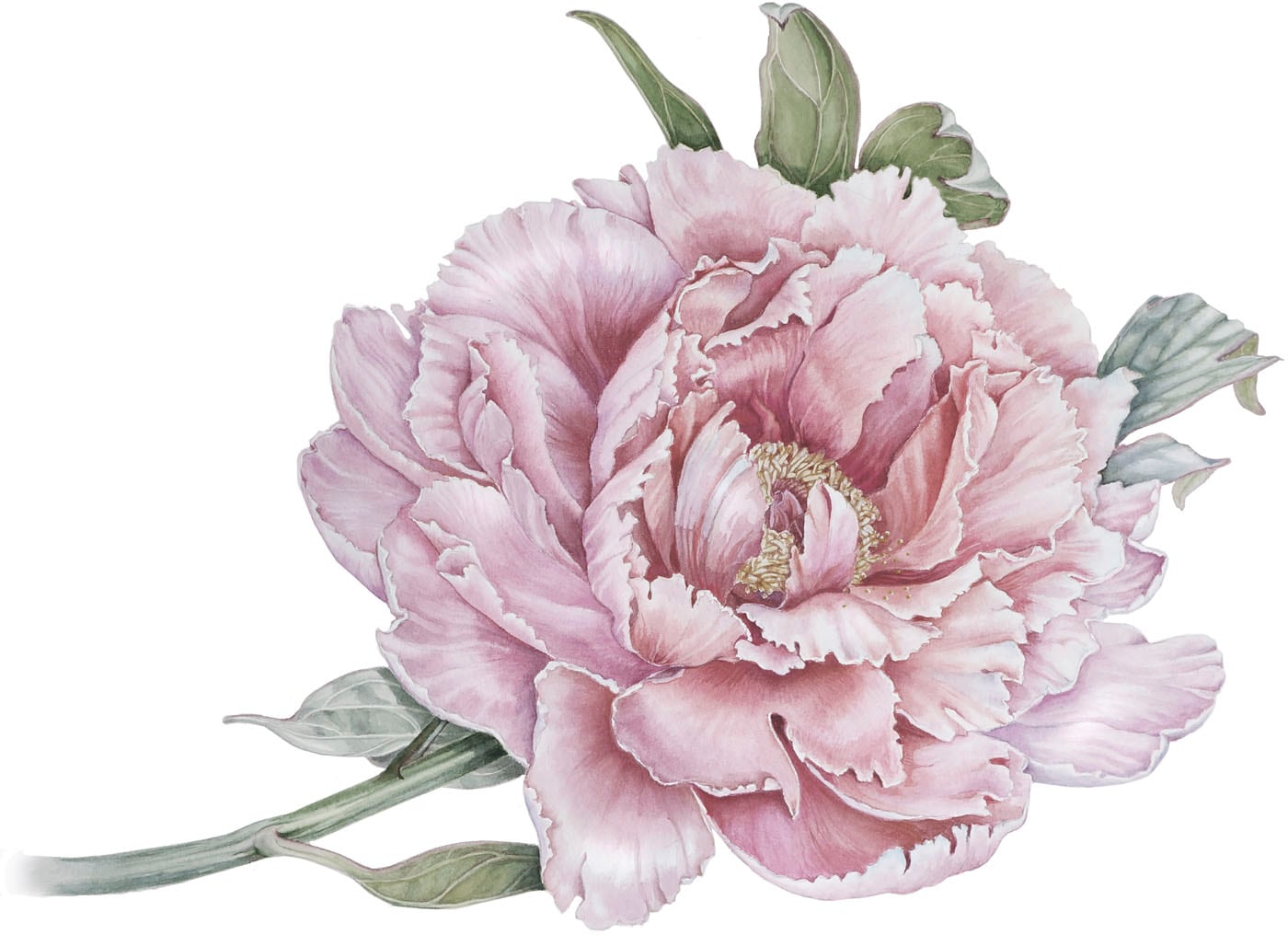 Image of queence Wandtattoo "Klara" Wandbild, Sticker, rosa, Blume, Blüte, selbstklebend, Pastellfarben