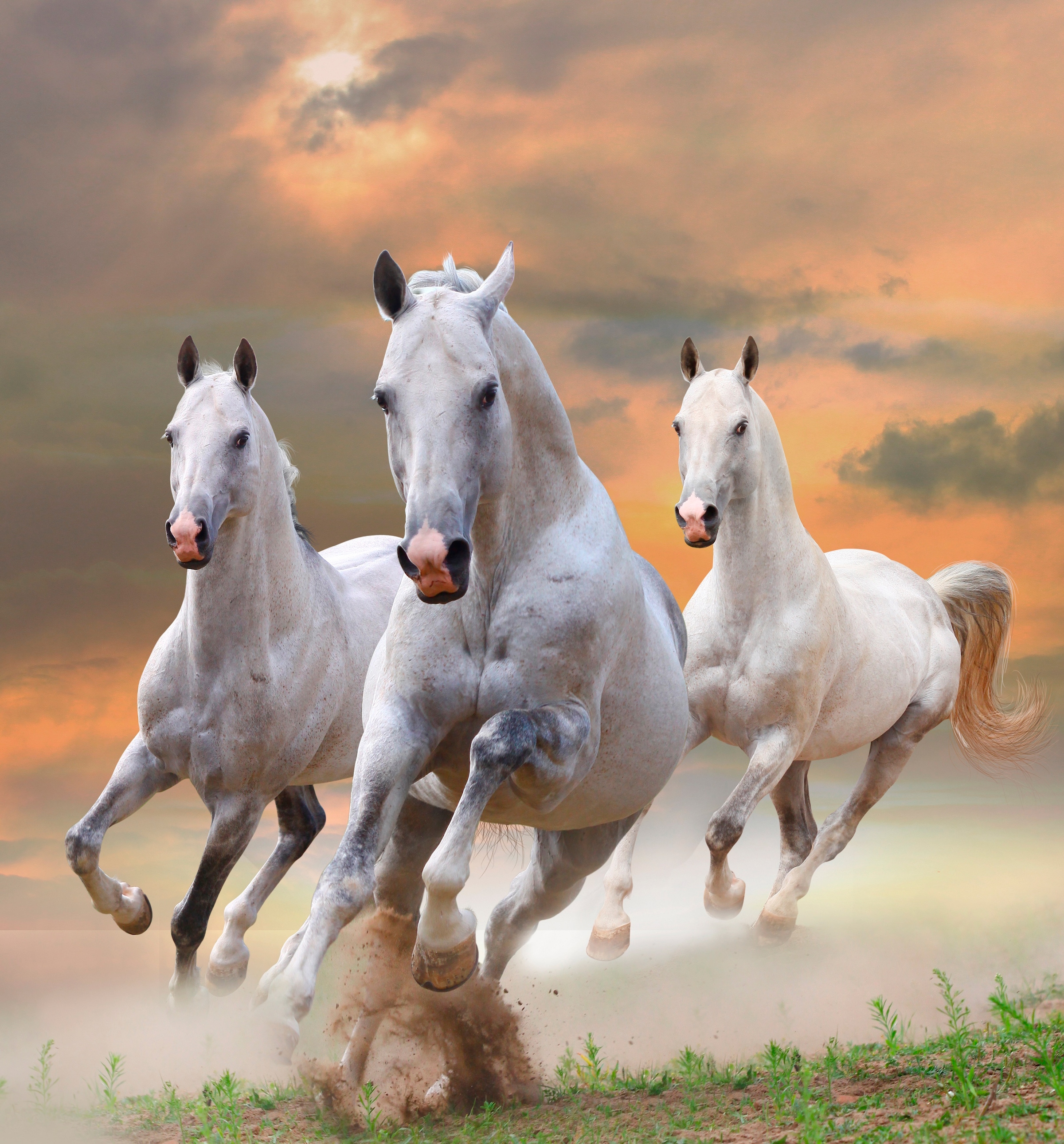 Papermoon Fototapete »White Stallions in Dust« glatt