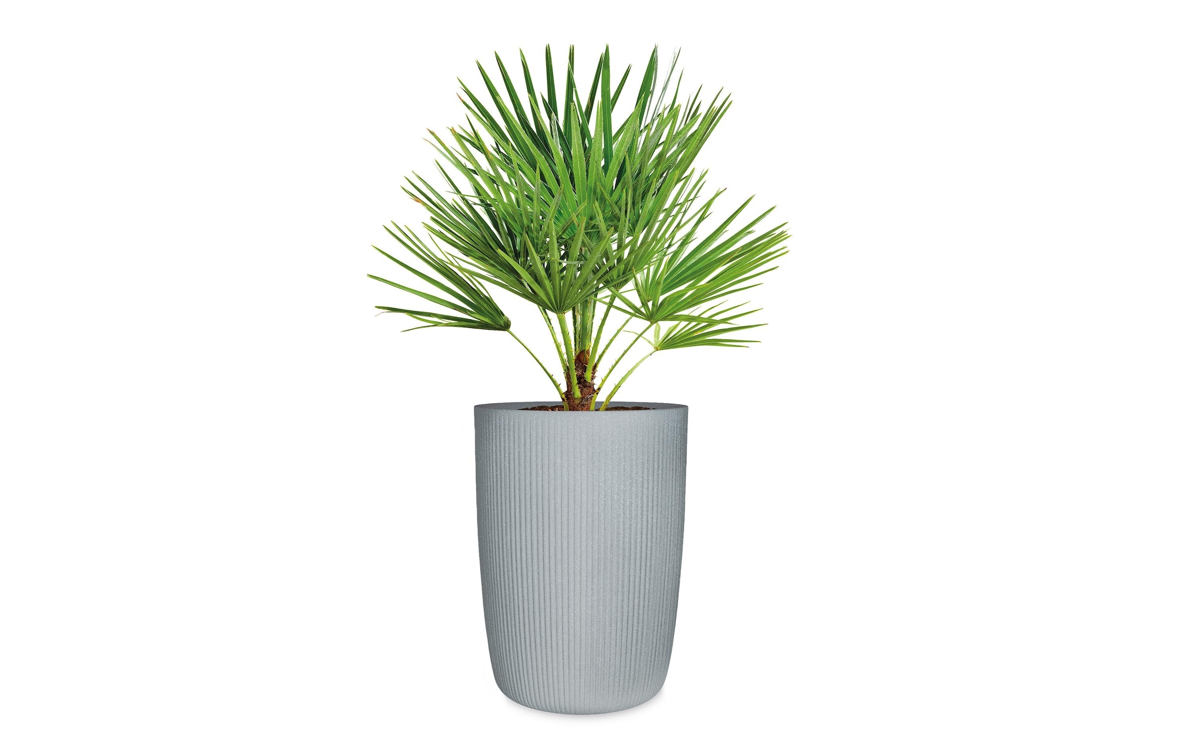 Scheurich Cache-pot »40/260 LINETTO HIGH« Hochgefäss/Pflanzgefäss aus Kunststoff, ØxH: 28,5x39,9 cm
