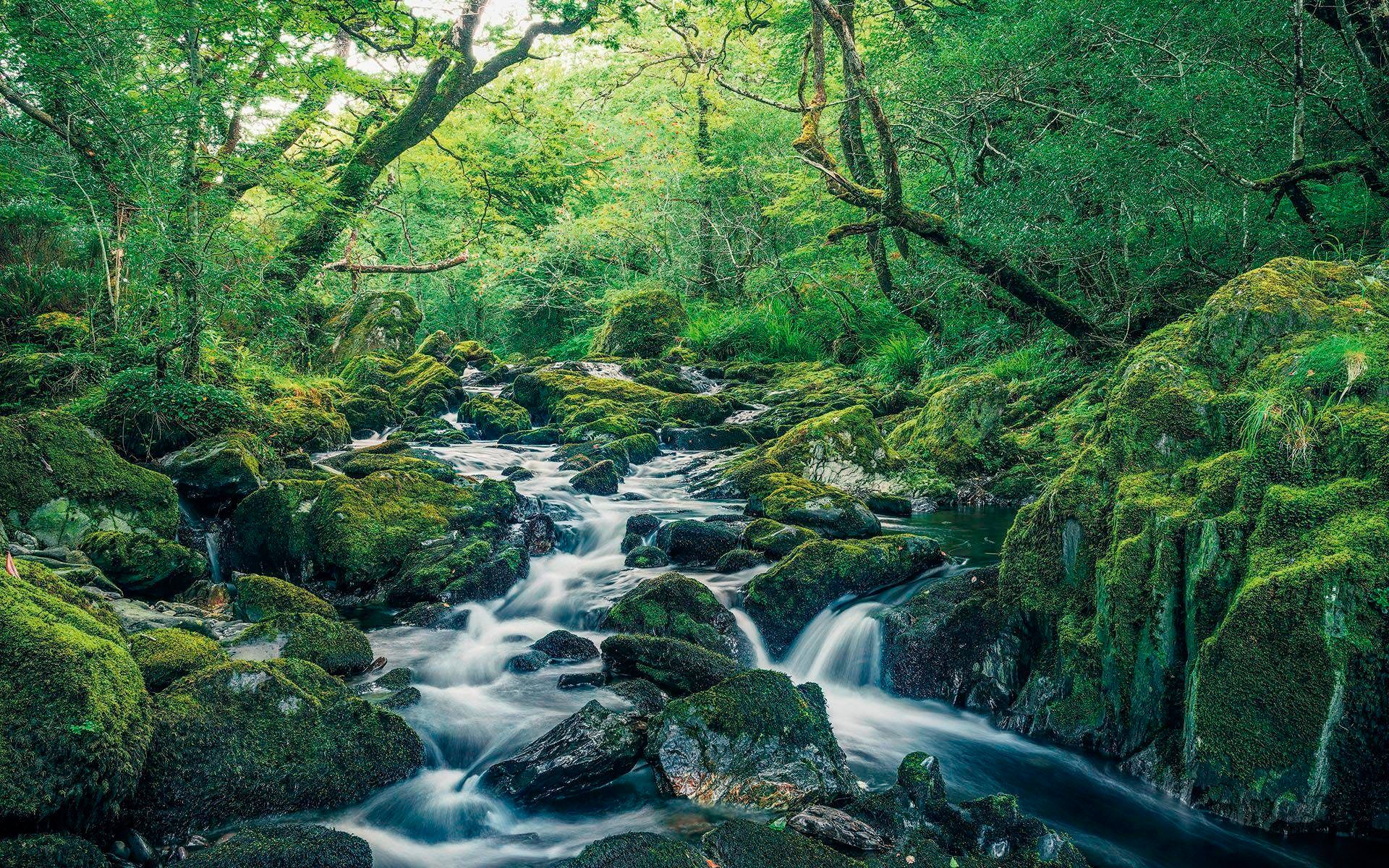 Image of Komar Vliestapete »Hefele Green tales«, naturalistisch bei Ackermann Versand Schweiz