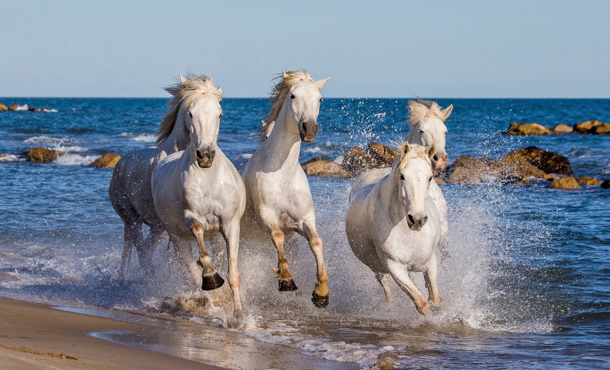 Image of Papermoon Fototapete "Camargue-Pferde"