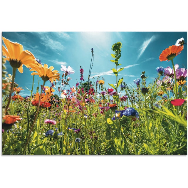 Artland Wandbild »Buntes Blumenfeld«, Blumenwiese, (1 St.), als Alubild,  Leinwandbild, Wandaufkleber oder Poster in versch. Grössen bequem kaufen