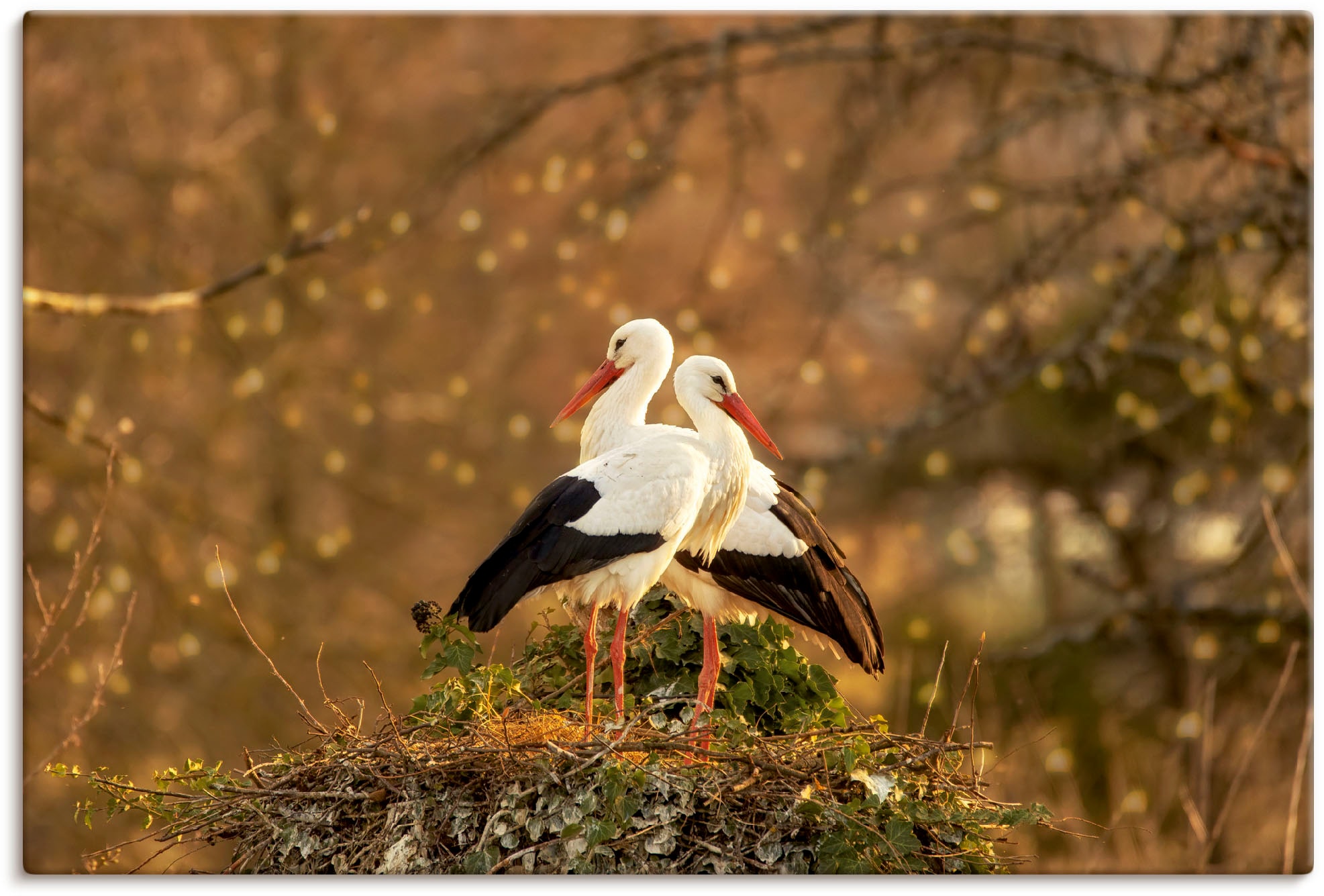 Image of Artland Leinwandbild "Storchenpaar" Vogelbilder 1 Stk. tlg. auf Holzrahmen gespannt