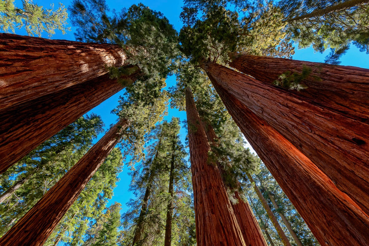 Image of Papermoon Fototapete »Bäume«, Vliestapete, hochwertiger Digitaldruck, inklusive Kleister bei Ackermann Versand Schweiz