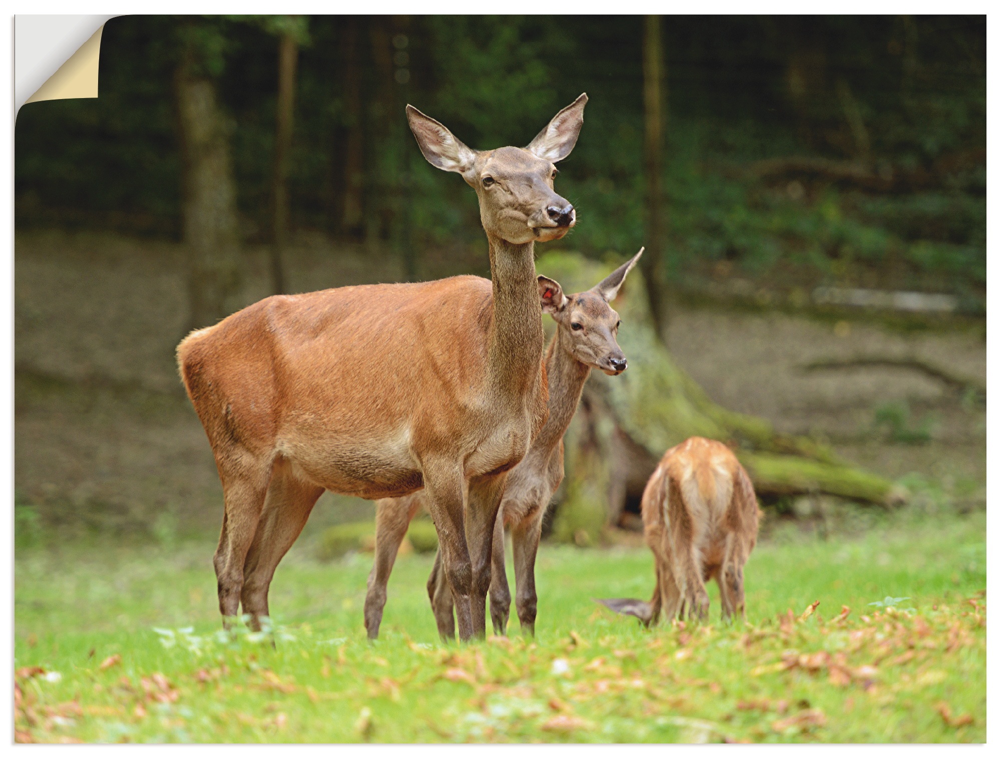 Image of Artland Wandbild »Rehe«, Wildtiere, (1 St.), in vielen Grössen & Produktarten - Alubild / Outdoorbild für den Aussenbereich, Leinwandbild, Poster, Wandaufkleber / Wandtattoo auch für Badezimmer geeignet bei Ackermann Versand Schweiz