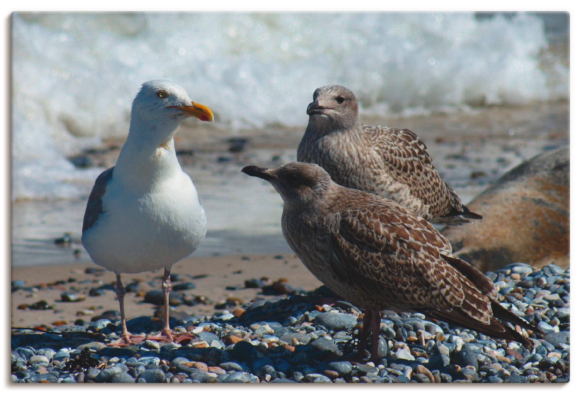 Image of Artland Wandbild »Möwen am Nordseestrand«, Vögel, (1 St.), in vielen Grössen & Produktarten - Alubild / Outdoorbild für den Aussenbereich, Leinwandbild, Poster, Wandaufkleber / Wandtattoo auch für Badezimmer geeignet bei Ackermann Versand Schweiz