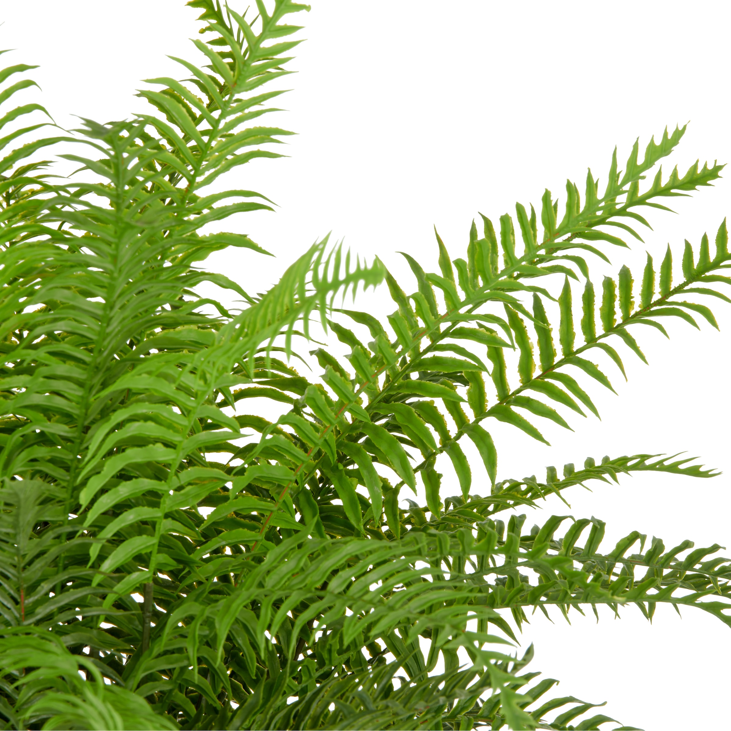 Creativ green Kunstpflanze »Schwertfarn« mit zahlreichen Farnwedeln