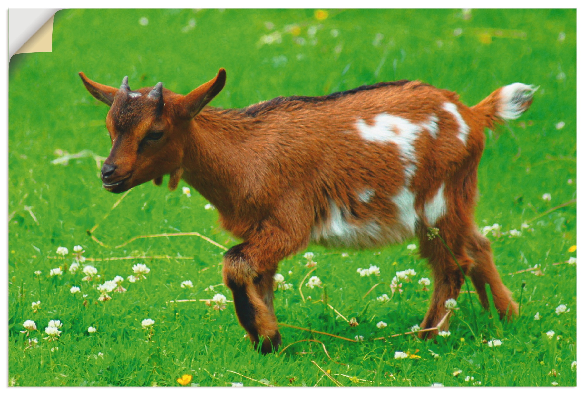 Image of Artland Wandbild »Braun weisses Zwergziegenbaby«, Haustiere, (1 St.), in vielen Grössen & Produktarten - Alubild / Outdoorbild für den Aussenbereich, Leinwandbild, Poster, Wandaufkleber / Wandtattoo auch für Badezimmer geeignet bei Ackermann Versand Schwe