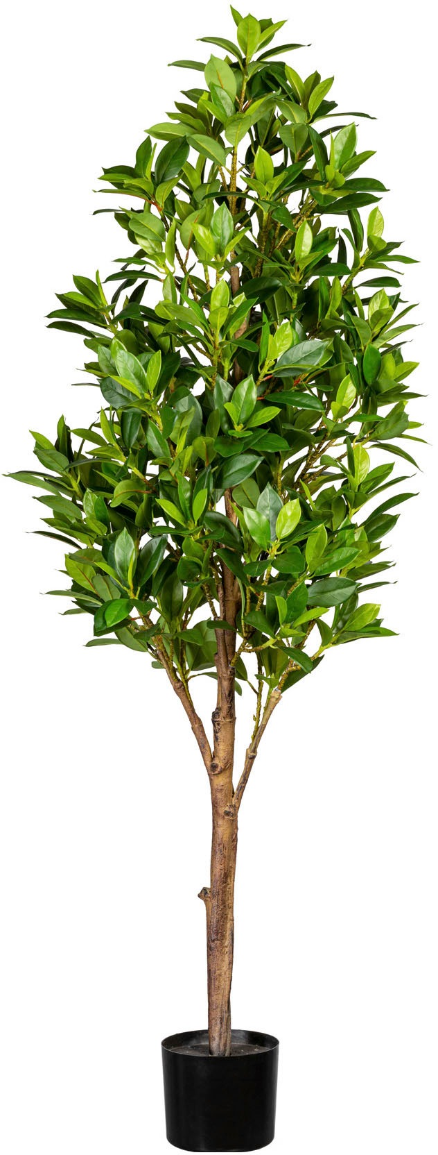 Image of Creativ green Kunstbaum »Kirschlorbeer«, (1 St.) bei Ackermann Versand Schweiz