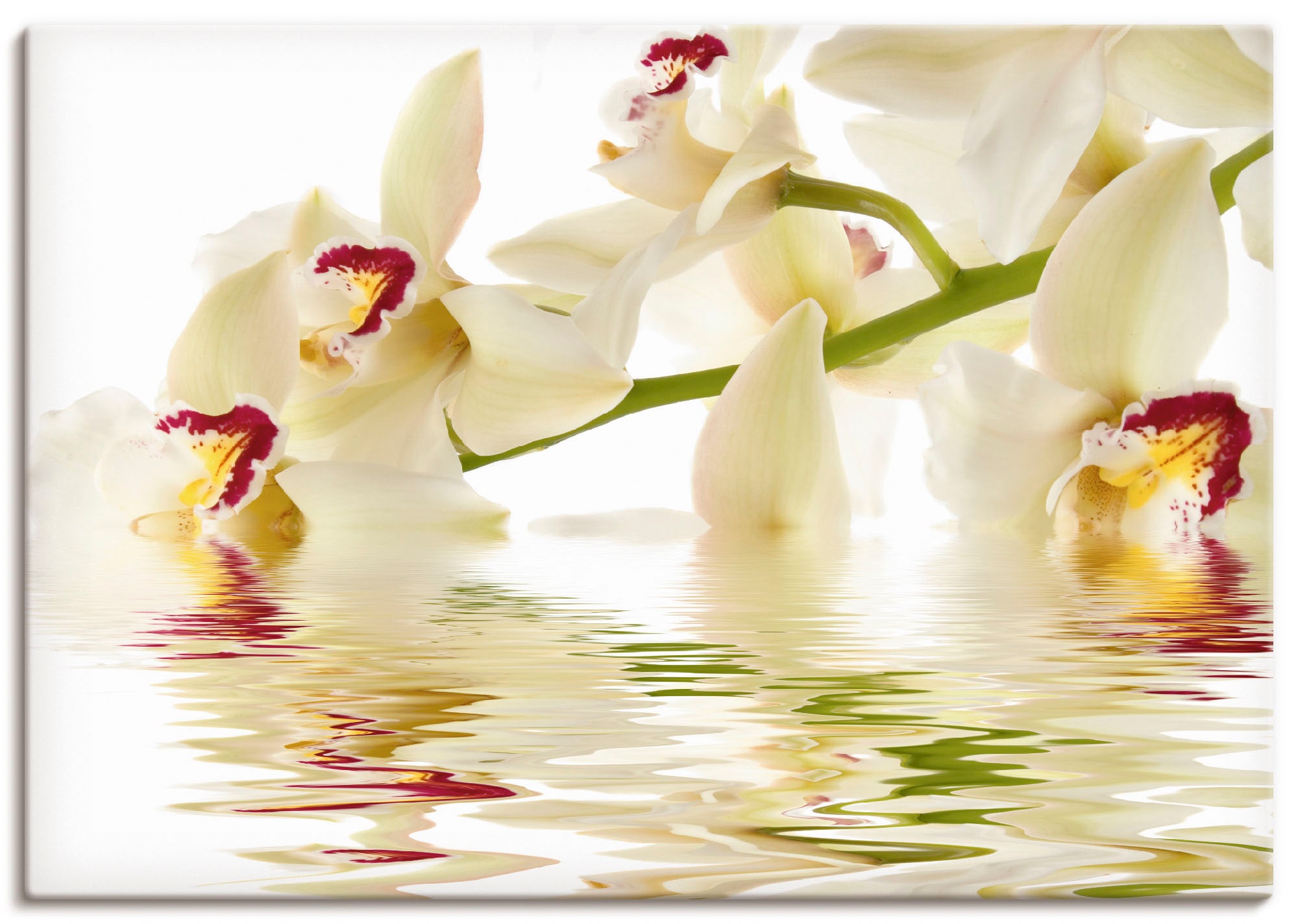 Image of Artland Wandbild "Weisse Orchidee mit Wasserreflektion" Blumen 1 Stk. tlg. als Leinwandbild, Poster in verschied. Grössen