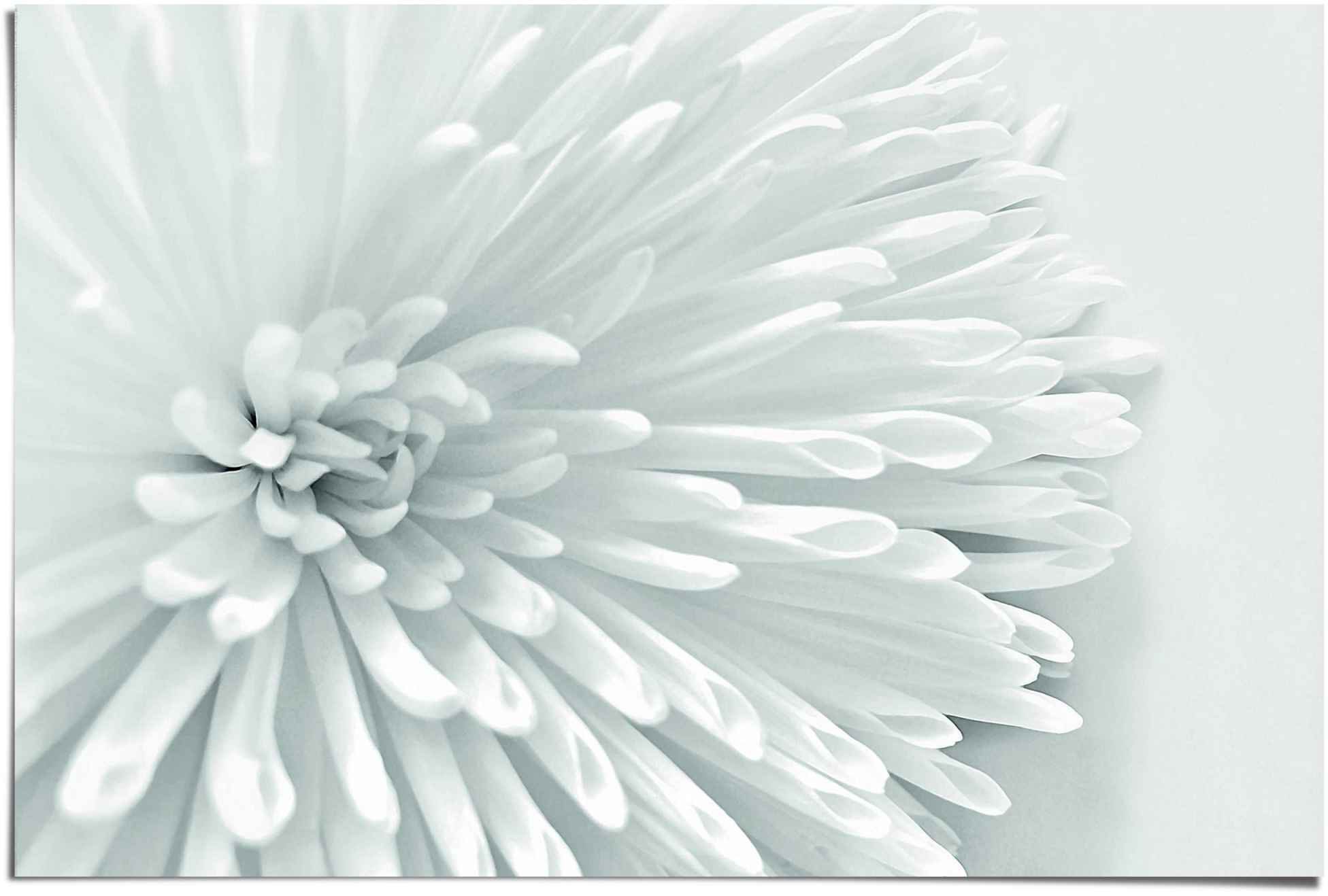 Image of Reinders! Poster »Weisses Blumenherz«, (1 St.) bei Ackermann Versand Schweiz