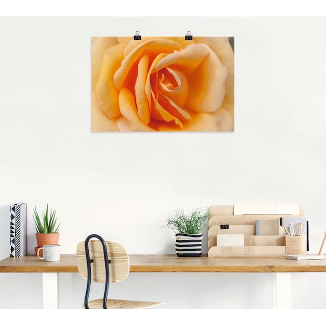 Artland Wandbild »Zarte Rose in Orange«, Blumenbilder, (1 St.), als Alubild,  Leinwandbild, Wandaufkleber oder Poster in versch. Grössen günstig kaufen