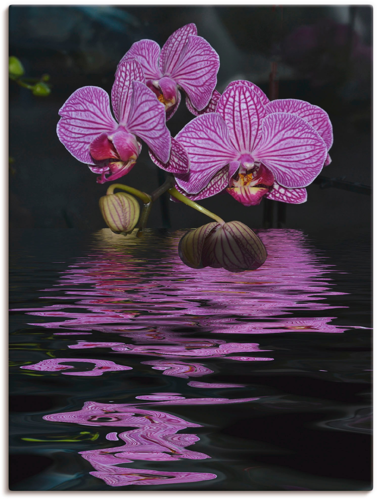 Image of Artland Wandbild »Wasserorchidee«, Blumen, (1 St.), in vielen Grössen & Produktarten - Alubild / Outdoorbild für den Aussenbereich, Leinwandbild, Poster, Wandaufkleber / Wandtattoo auch für Badezimmer geeignet bei Ackermann Versand Schweiz