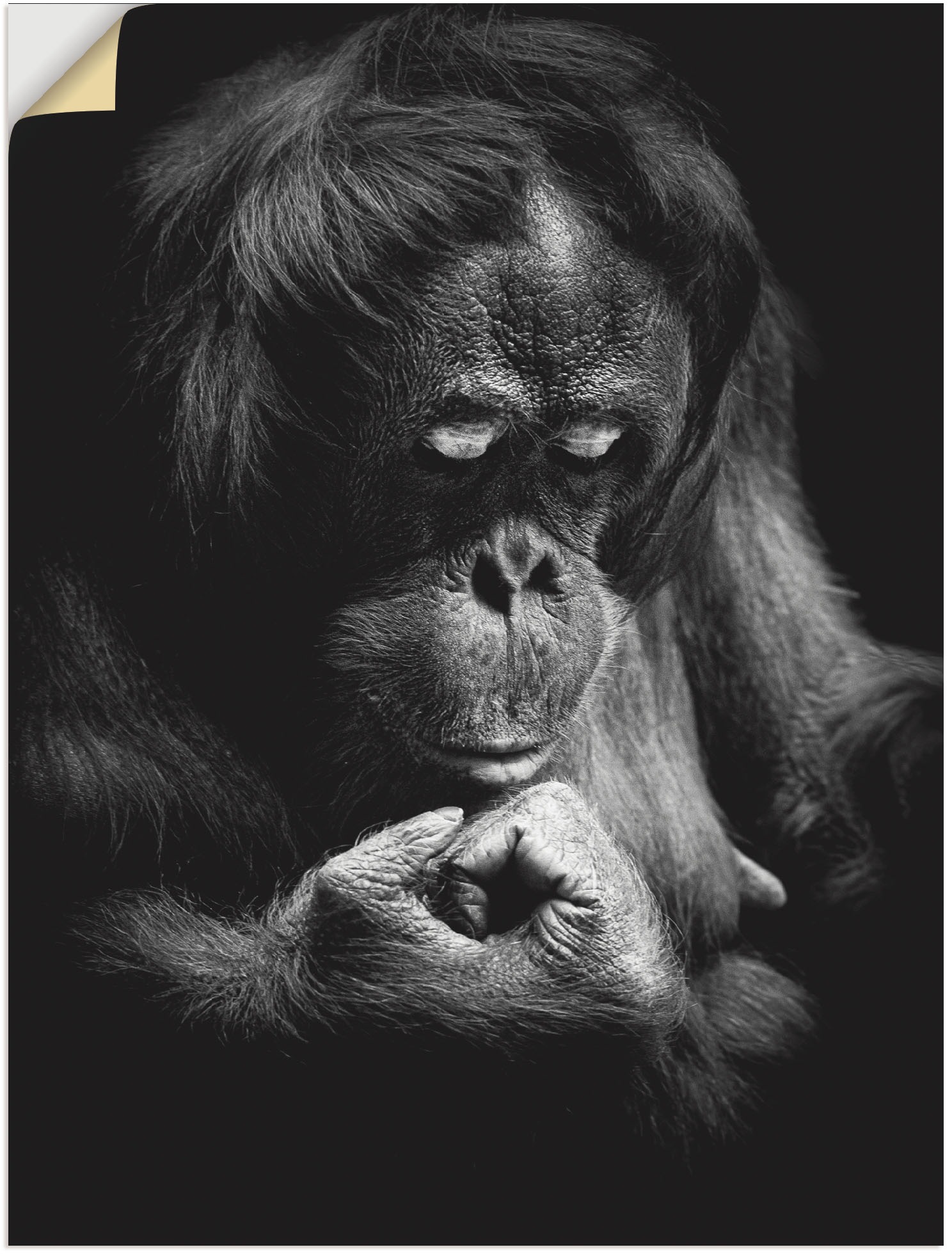 Image of Artland Wandbild »Orang Utan«, Affenbilder, (1 St.), in vielen Grössen & Produktarten - Alubild / Outdoorbild für den Aussenbereich, Leinwandbild, Poster, Wandaufkleber / Wandtattoo auch für Badezimmer geeignet bei Ackermann Versand Schweiz