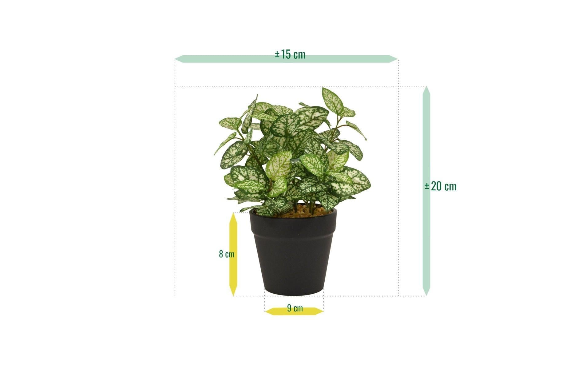 Botanic-Haus Kunstblume »Hypoestes 18 cm«