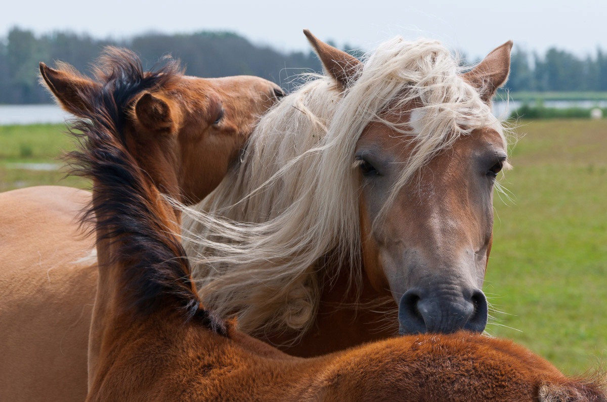 Image of Papermoon Fototapete »Pferde«, Vliestapete, hochwertiger Digitaldruck, inklusive Kleister bei Ackermann Versand Schweiz