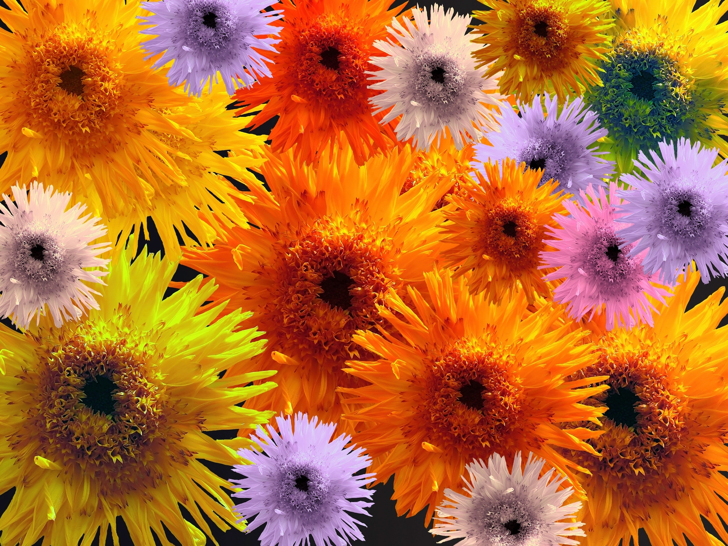 Image of Papermoon Fototapete "BLUMEN-COLLAGE-BUNT STRAUssPFLANZEN ORCHIDEEN FANTASIE"