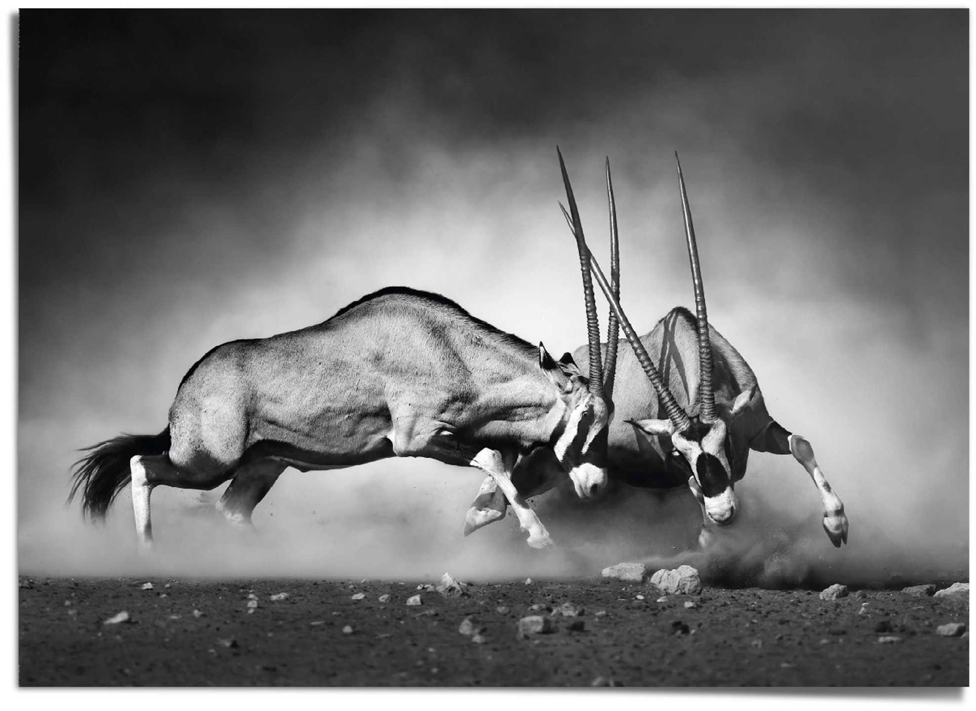 Image of Reinders! Poster »Gemsbock« bei Ackermann Versand Schweiz