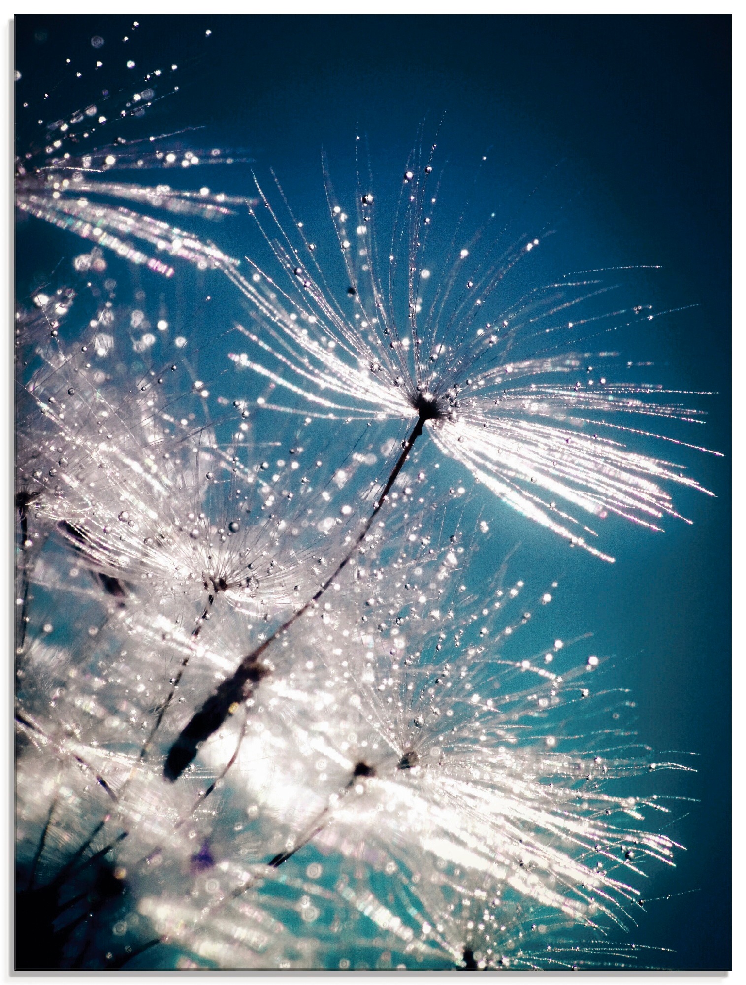 Image of Artland Glasbild "Pusteblume Kristallschirmchen" Blumen 1 Stk. tlg. in verschiedenen Grössen