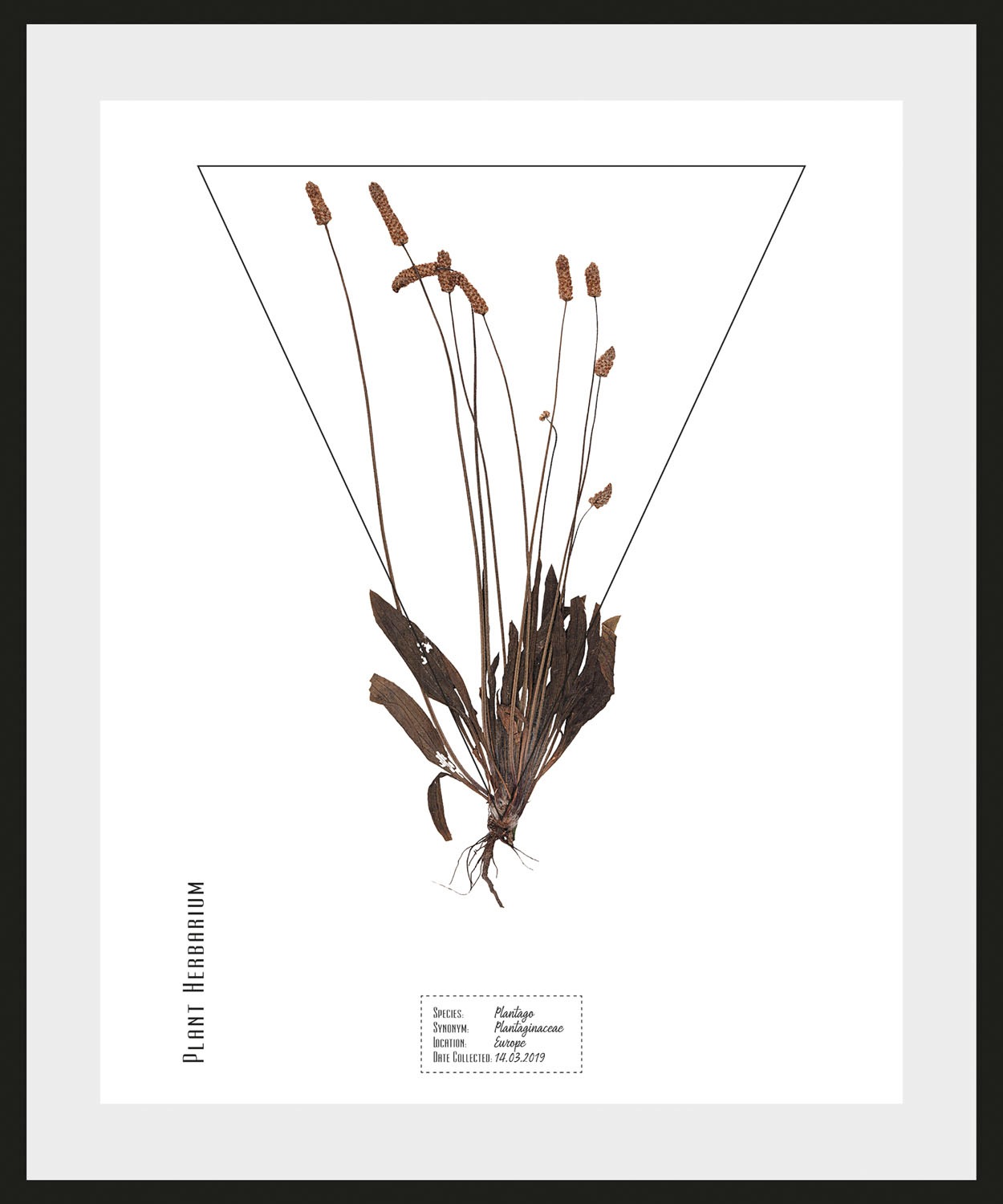 Image of queence Bild »Plantaginaceae«, (1 St.) bei Ackermann Versand Schweiz