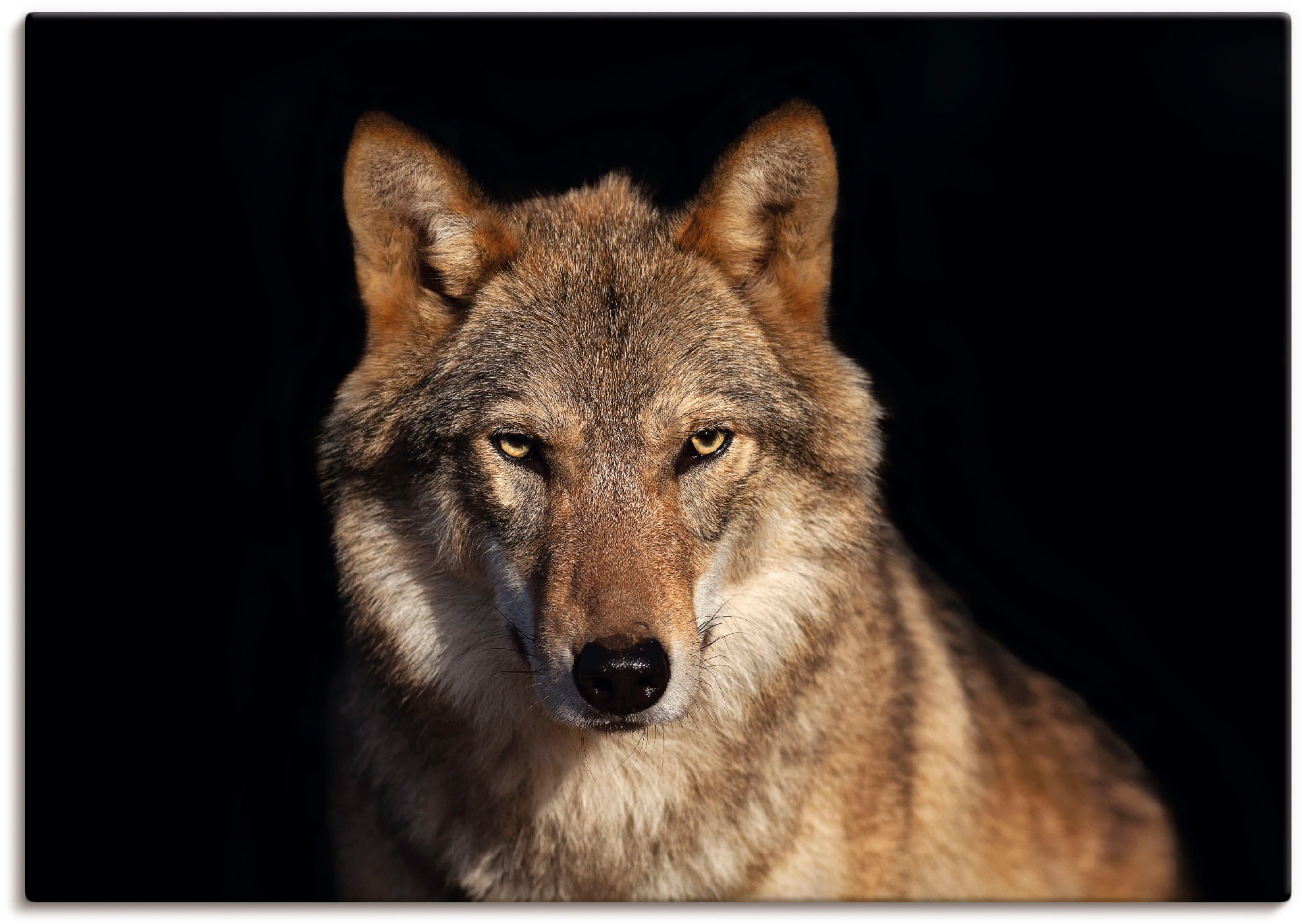 Artland Wandbild »Wolf«, Wildtiere, (1 Grössen Alubild, Poster Leinwandbild, oder in Wandaufkleber St.), confortablement als acheter versch