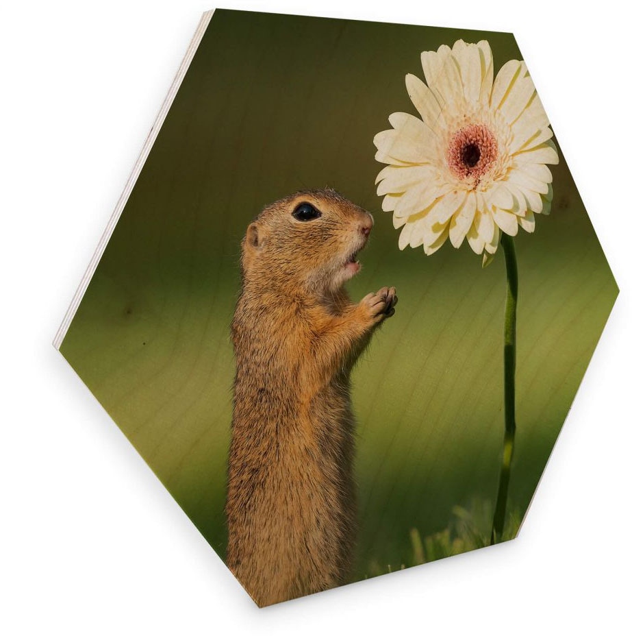St.) Blumen«, »Eichhörnchen bequem Wall-Art Holzbild Holzbild (1 kaufen