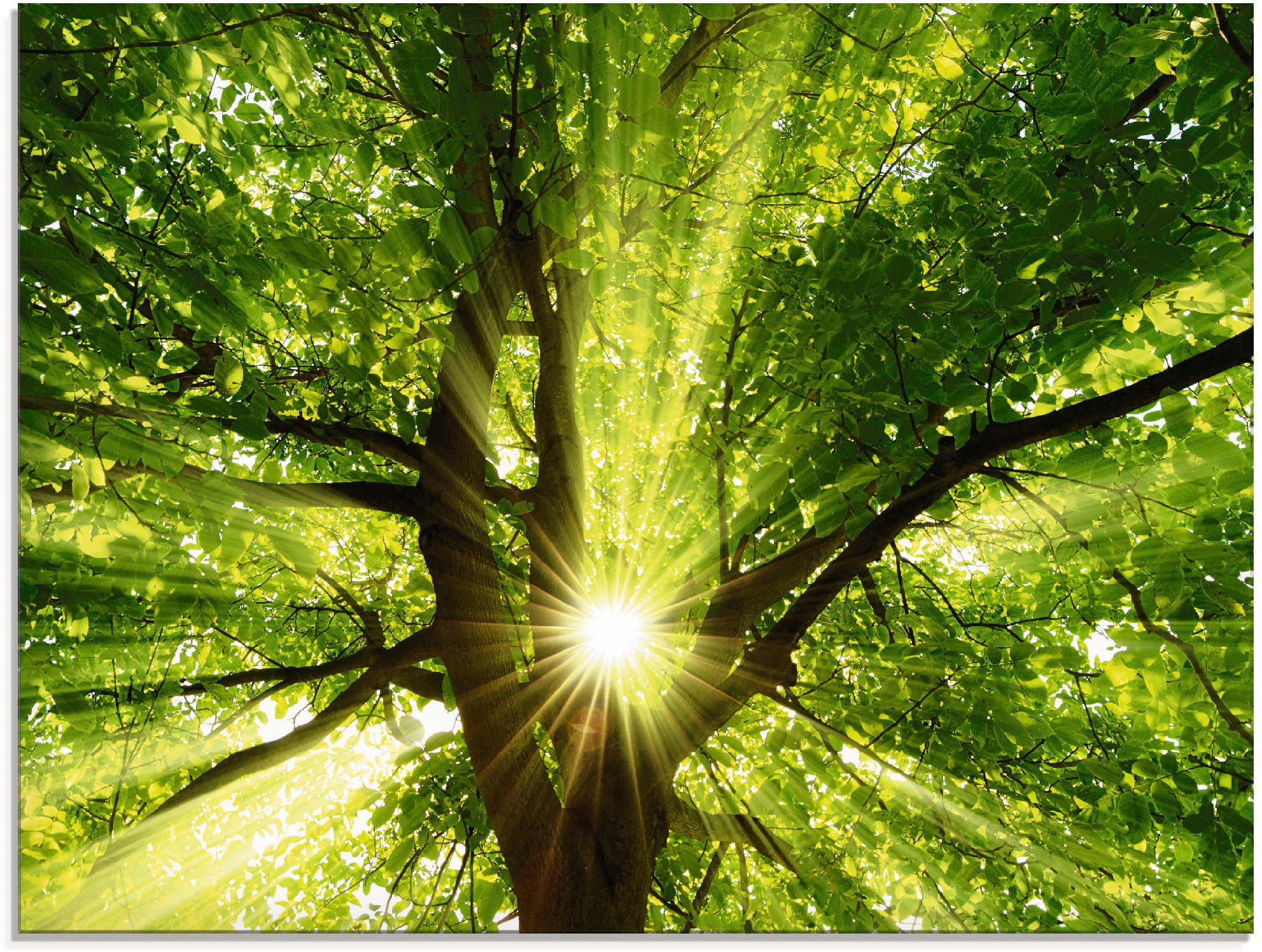 Artland Glasbild »Sonne strahlt explosiv durch den Baum«, Bäume, (1 St.), in verschiedenen Grössen