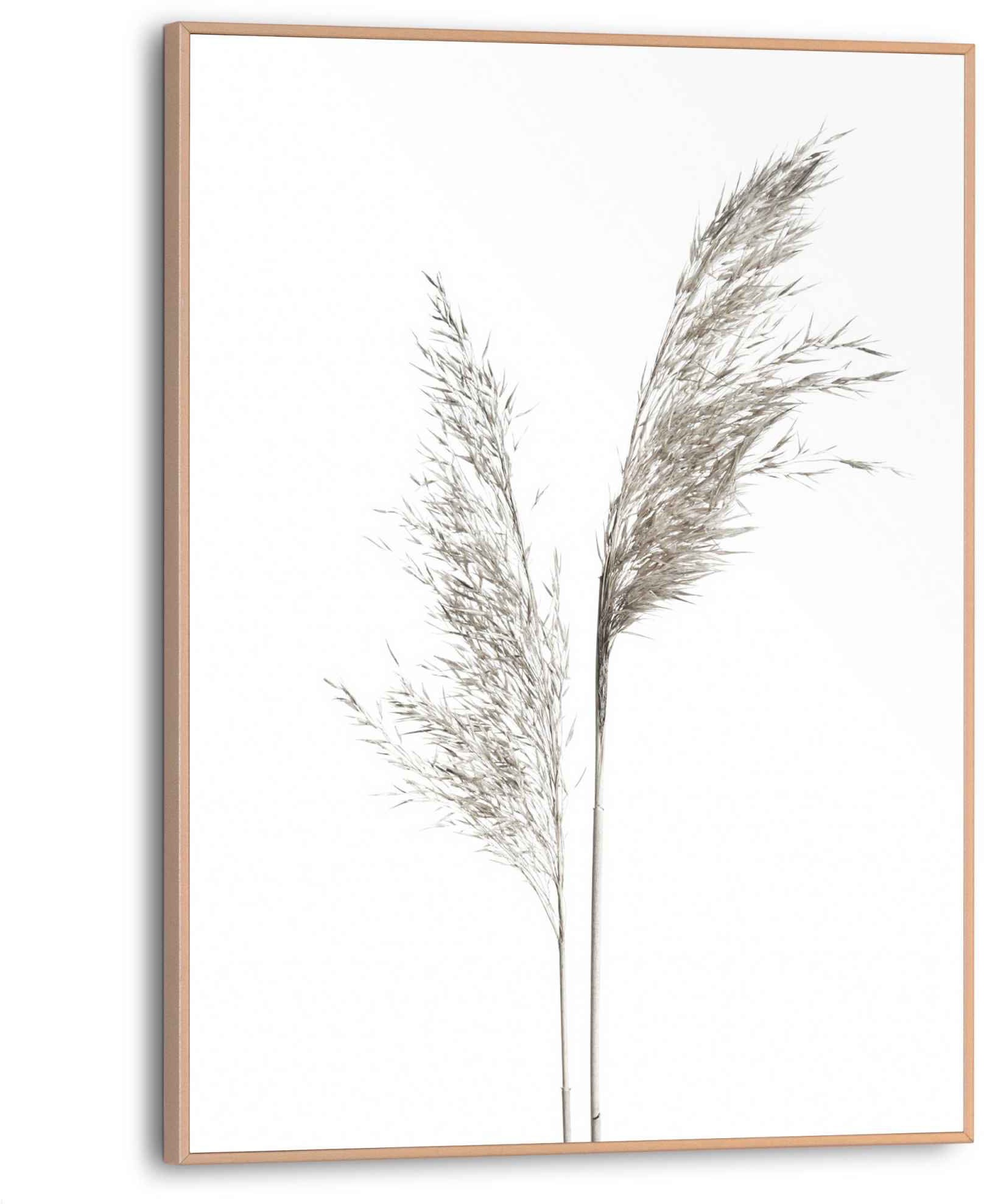 Image of Reinders! Bild »Pampas Federn - Natur - Pflanzen«, (1 St.) bei Ackermann Versand Schweiz