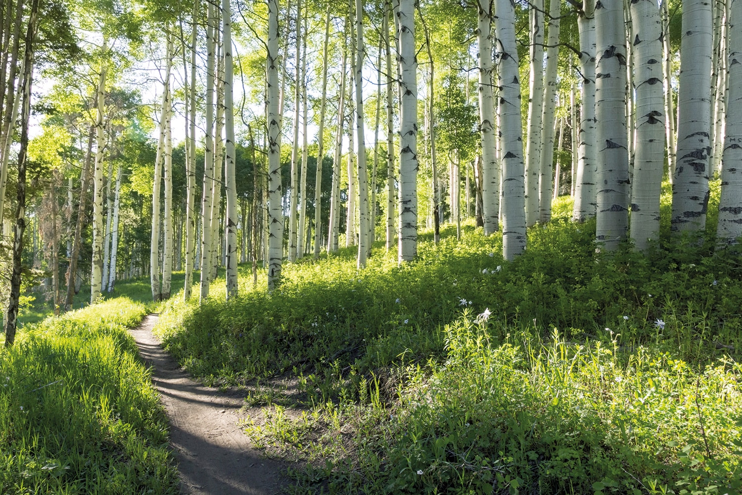 Image of Papermoon Fototapete "Birch Hiking Trail" glatt