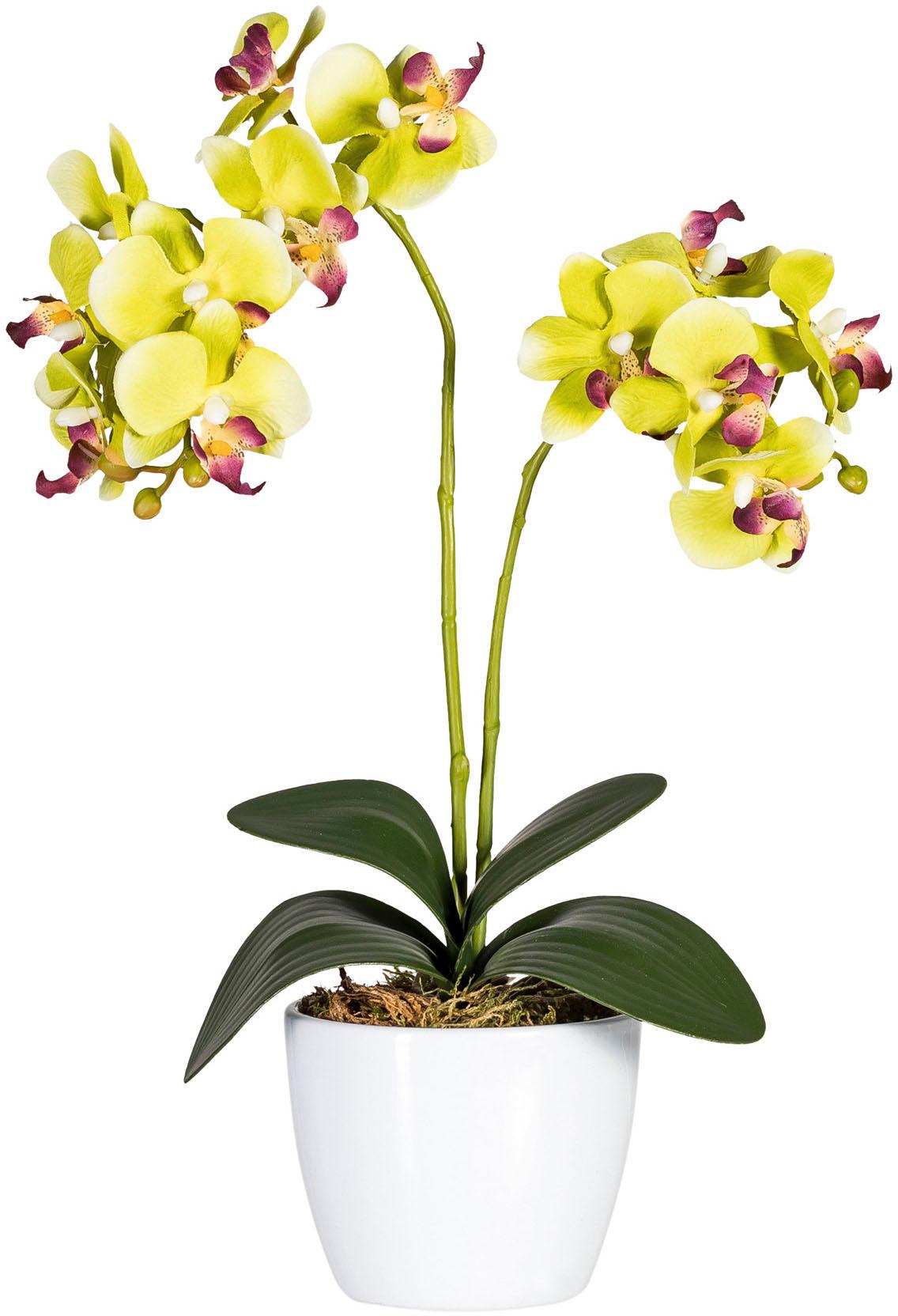 »Phalaenopsis« green kaufen Creativ Kunstorchidee